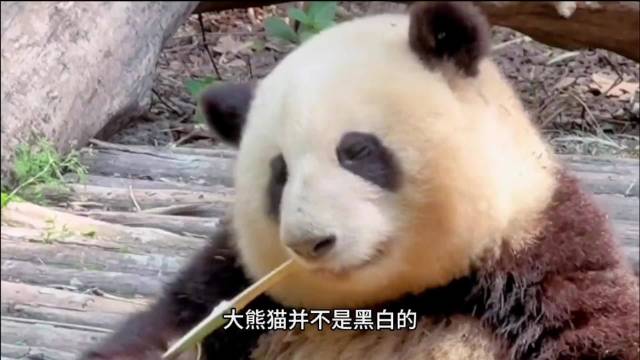 今日大赛 头图